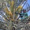 palm pruning